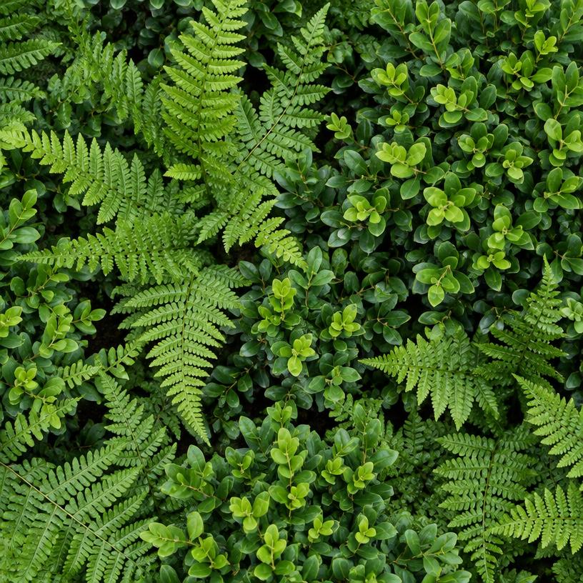 Planting material swatch